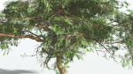 EVERYPlant Umbrella Thorn Acacia LowPoly 1 --12 Models--