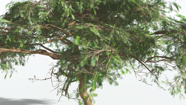 EVERYPlant Umbrella Thorn Acacia LowPoly 1 --12 Models--