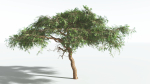 EVERYPlant Umbrella Thorn Acacia LowPoly 1 --12 Models--