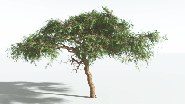 EVERYPlant Umbrella Thorn Acacia LowPoly 1 --12 Models--