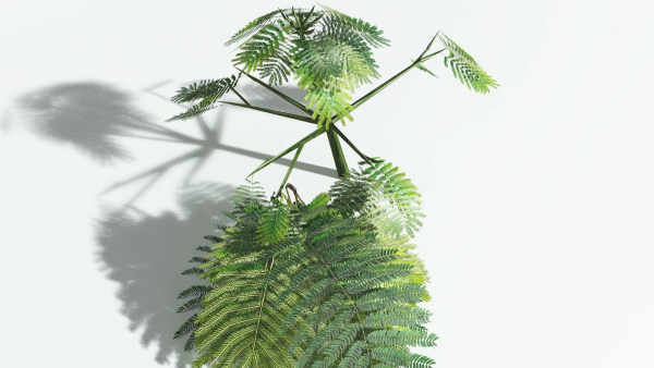 EVERYPlant Umbrella Thorn Acacia LowPoly 1 --12 Models--