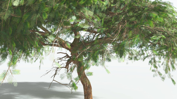 EVERYPlant Umbrella Thorn Acacia LowPoly 1 --12 Models--