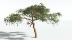 EVERYPlant Umbrella Thorn Acacia LowPoly 1 --12 Models--