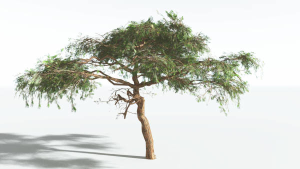 EVERYPlant Umbrella Thorn Acacia LowPoly 1 --12 Models--