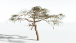 EVERYPlant Umbrella Thorn Acacia LowPoly 1 --12 Models--