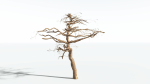 EVERYPlant Umbrella Thorn Acacia LowPoly 1 --12 Models--