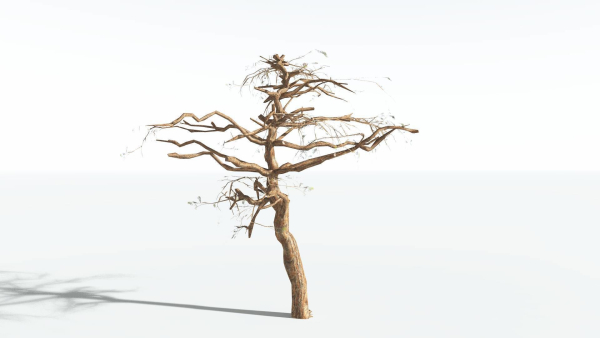 EVERYPlant Umbrella Thorn Acacia LowPoly 1 --12 Models--