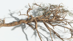 EVERYPlant Umbrella Thorn Acacia LowPoly 1 --12 Models--