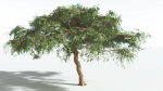 EVERYPlant Umbrella Thorn Acacia LowPoly 1 --12 Models--