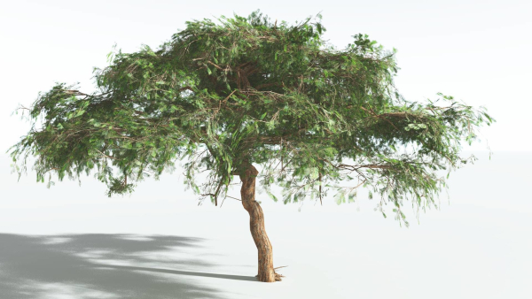 EVERYPlant Umbrella Thorn Acacia LowPoly 1 --12 Models--