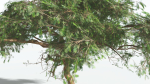 EVERYPlant Umbrella Thorn Acacia LowPoly 1 --12 Models--