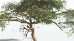 EVERYPlant Umbrella Thorn Acacia LowPoly 1 --12 Models--