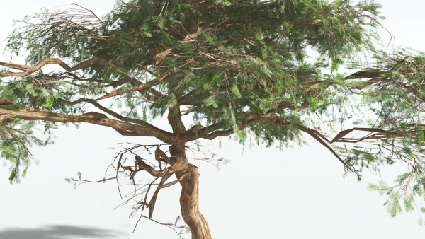 EVERYPlant Umbrella Thorn Acacia LowPoly 1 --12 Models--