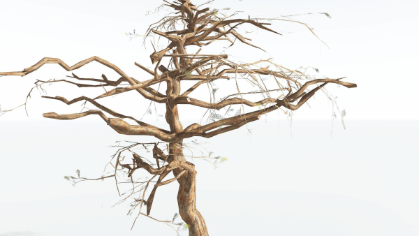 EVERYPlant Umbrella Thorn Acacia LowPoly 1 --12 Models--