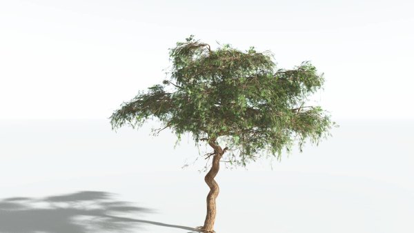 EVERYPlant Umbrella Thorn Acacia LowPoly 2 --12 Models--