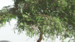 EVERYPlant Umbrella Thorn Acacia LowPoly 2 --12 Models--