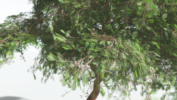 EVERYPlant Umbrella Thorn Acacia LowPoly 2 --12 Models--