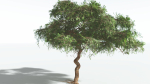 EVERYPlant Umbrella Thorn Acacia LowPoly 2 --12 Models--