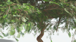 EVERYPlant Umbrella Thorn Acacia LowPoly 2 --12 Models--