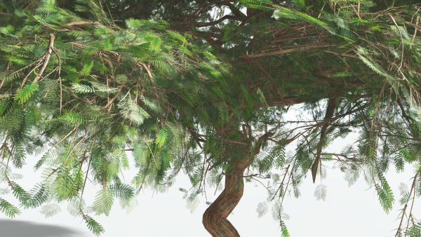 EVERYPlant Umbrella Thorn Acacia LowPoly 2 --12 Models--