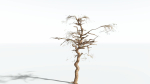 EVERYPlant Umbrella Thorn Acacia LowPoly 2 --12 Models--