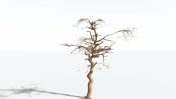 EVERYPlant Umbrella Thorn Acacia LowPoly 2 --12 Models--