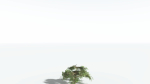 EVERYPlant Umbrella Thorn Acacia LowPoly 2 --12 Models--
