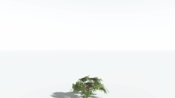 EVERYPlant Umbrella Thorn Acacia LowPoly 2 --12 Models--
