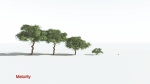 EVERYPlant Umbrella Thorn Acacia LowPoly 2 --12 Models--