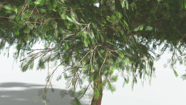 EVERYPlant Umbrella Thorn Acacia LowPoly 2 --12 Models--