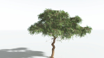EVERYPlant Umbrella Thorn Acacia LowPoly 2 --12 Models--
