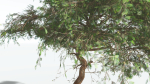 EVERYPlant Umbrella Thorn Acacia LowPoly 2 --12 Models--