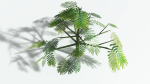 EVERYPlant Umbrella Thorn Acacia LowPoly 2 --12 Models--