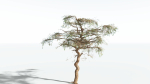 EVERYPlant Umbrella Thorn Acacia LowPoly 2 --12 Models--