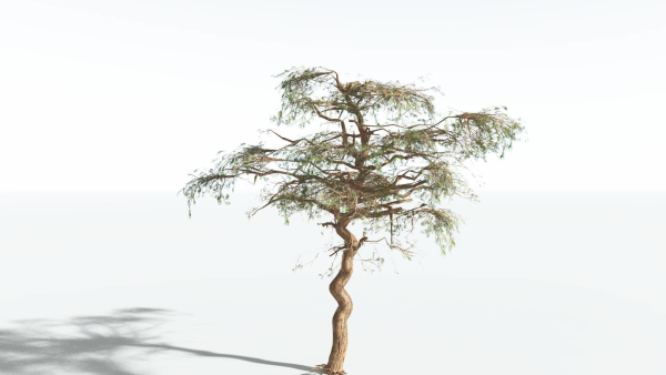 EVERYPlant Umbrella Thorn Acacia LowPoly 2 --12 Models--