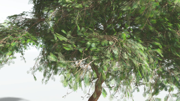 EVERYPlant Umbrella Thorn Acacia LowPoly 2 --12 Models--