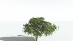 EVERYPlant Umbrella Thorn Acacia LowPoly 2 --12 Models--