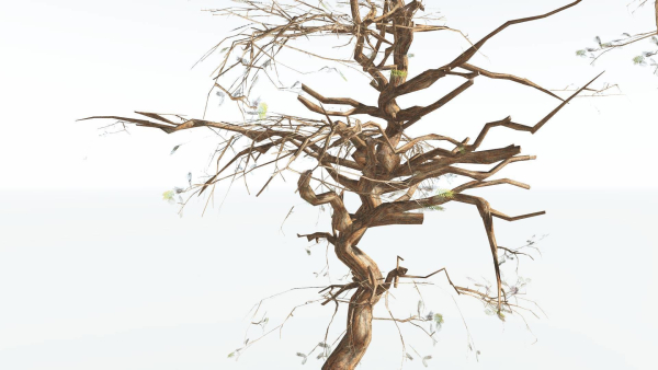 EVERYPlant Umbrella Thorn Acacia LowPoly 2 --12 Models--