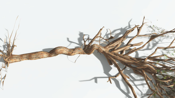 EVERYPlant Umbrella Thorn Acacia LowPoly 2 --12 Models--