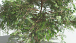 EVERYPlant Umbrella Thorn Acacia LowPoly 2 --12 Models--