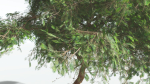 EVERYPlant Umbrella Thorn Acacia LowPoly 2 --12 Models--