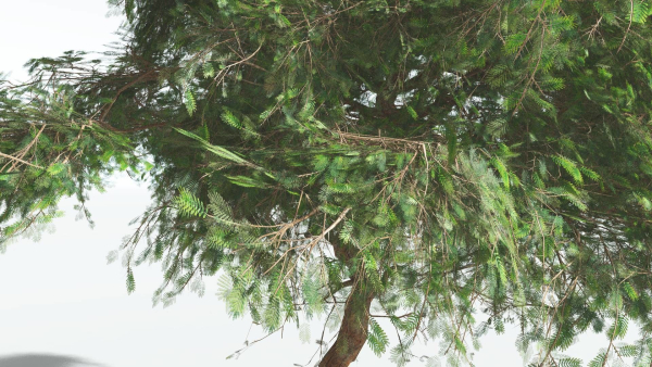 EVERYPlant Umbrella Thorn Acacia LowPoly 2 --12 Models--