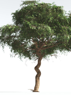 EVERYPlant Umbrella Thorn Acacia LowPoly 2 --12 Models--