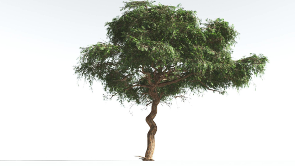 EVERYPlant Umbrella Thorn Acacia LowPoly 2 --12 Models--