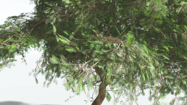 EVERYPlant Umbrella Thorn Acacia LowPoly 2 --12 Models--