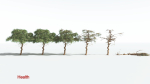 EVERYPlant Umbrella Thorn Acacia LowPoly 2 --12 Models--