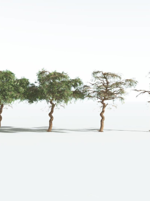 everyplant-umbrella-thorn-acacia-lowpoly-2-12-models-3d-model-ef30645f80