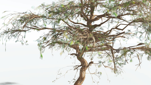 EVERYPlant Umbrella Thorn Acacia LowPoly 2 --12 Models--