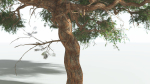 EVERYPlant Umbrella Thorn Acacia LowPoly 3 --12 Models--