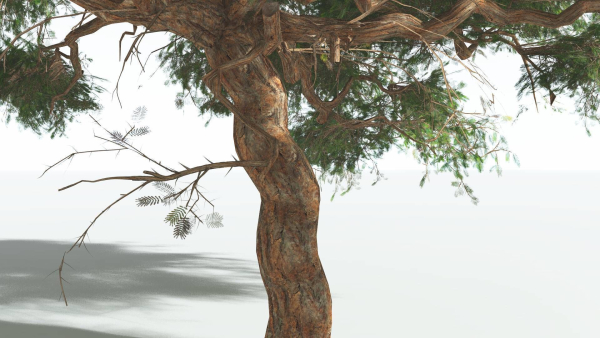EVERYPlant Umbrella Thorn Acacia LowPoly 3 --12 Models--